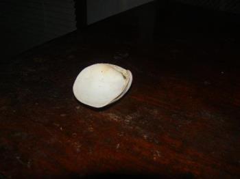 A Sea shell picked up from the beaches of the Baha - A mere shell but packed with memories