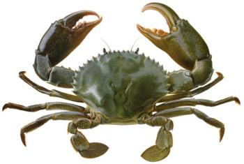 crab - Its cowboynextdoor
