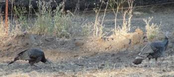 Pair of Wild Turkeys - I saw these on my way home in early June. 