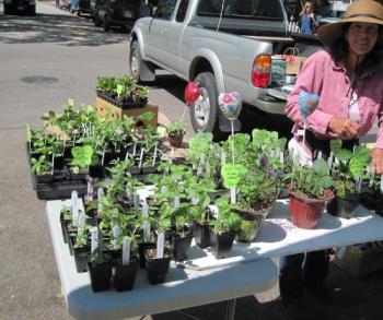 Serena Wyatt Sells Seedlings at Farmers Market in  - I love being able to buy the herbs and vegetables from this lady who sells them at Farmers Market. 