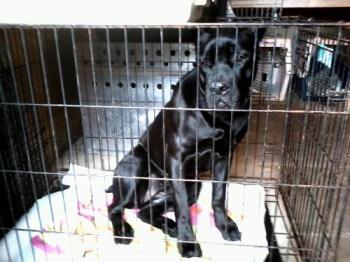 Cane Corso - One of the Cane Corso's at work. 