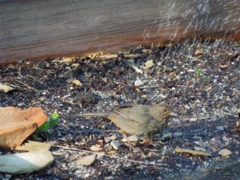 Bird Enjoying Sprinkler - It&#039;s been hot here, and whenever I turn on my sprinkler, the birds love it. 