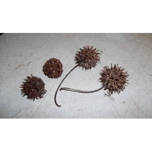 Sweet Gum Seed Pods - These are the seed pods from the sweet gum tree.