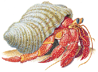 Balotelli can be a hermit crab in a game if he doe - Balotelli can be a hermit crab in a game if he does not feel comfortable.