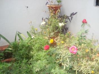 My Garden - As flowers open out , I really enjoy and become very happy.