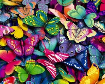 butterflies - butterflies, and more colorfull butterflies