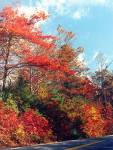 fall - beautiful