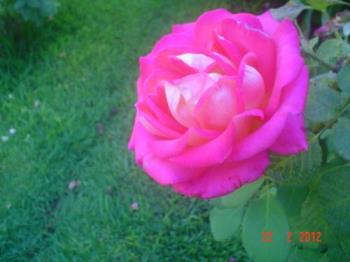 Rose in the country - A rose is a rose is a rose.