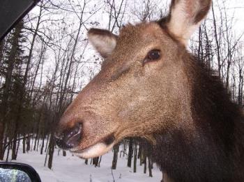 Animal - This is a deer