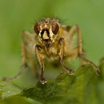 Bug - bug that looks like an alien