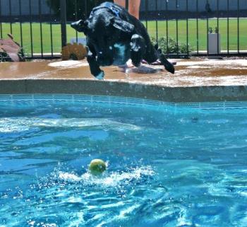 Sam Diving In The Pool - My dog, Sam, diving in the pool after his tennis ball. Sam Diving In The Pool - My dog, Sam, diving in the pool after his tennis ball.