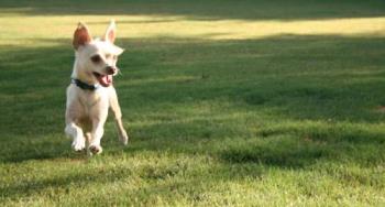 Tinkerbell - My foster dog, Tinkerbell! I Love her! Tinkerbell - My foster dog, Tinkerbell! I Love her!