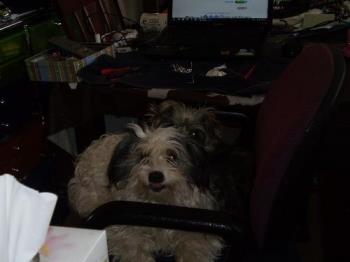My cheeky boy, Benji - This is Benji (front) and Roxy. They have pinched my chair, the little devils. My cheeky boy, Benji - This is Benji (front) and Roxy. They have pinched my chair, the little devils.