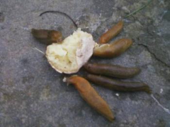 slugs eating donut - a bunch of slugs eating a donut on my sidewalk