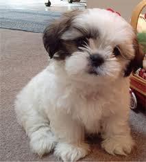 Puppy - Good Puppy Puppy - Good Puppy