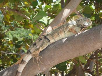 Iguana - I took a picture of this iguana at Aruba, last year.