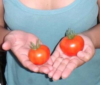 Tomatoes - Red and fresh