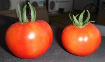 Red tomatoes - Fresh from the garden