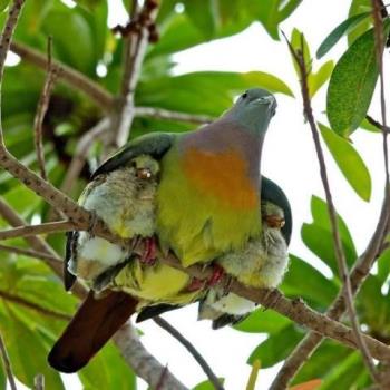 Mother bird and little ones - Caring mother