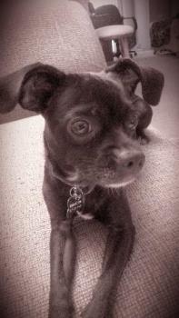 Onyx - My Chihuahua/Min Pin Mix - my baby boy Onyx Onyx - My Chihuahua/Min Pin Mix - my baby boy Onyx