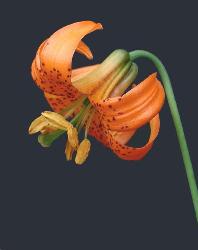 Tiger Lilly - A beautiful Tiger Lilly