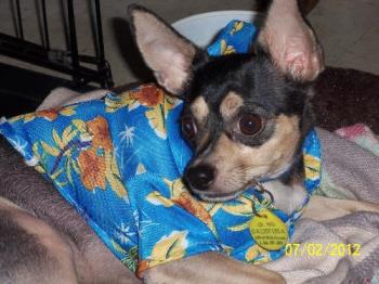 Paco in a hawaiin shirt.  - Paco looking cute