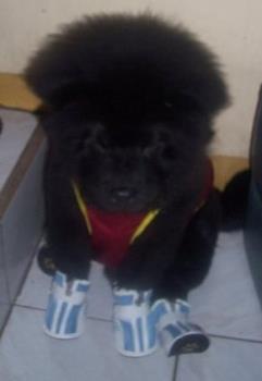 my chow chow - my yuro with his basketball get up 