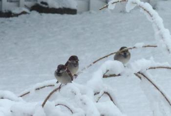 Snow - Birds in heavy snow