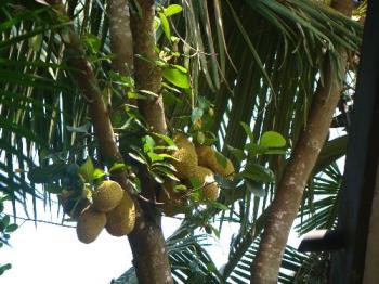 I get plenty of jack fruits each year. - jack fruits can be used in various dishes. 