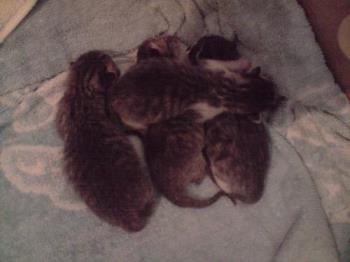 my cats babies - The were born early january 2010
