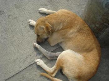 Strayed Dog? - Dogs should be well kept to avoid being infected by rabies.