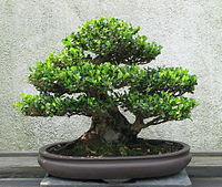 Bonsai trees - Countesy of http://en.wikipedia.org/wiki/Bonsai