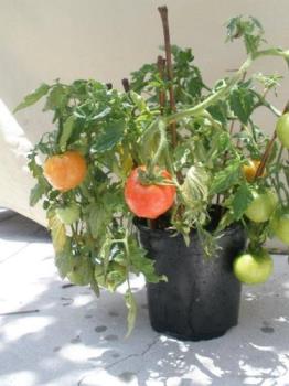 Tomatoes - A fruitful pot of tomatoes. 