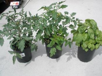 Potted Tomatoes and Basil - Would you start your own garden now?