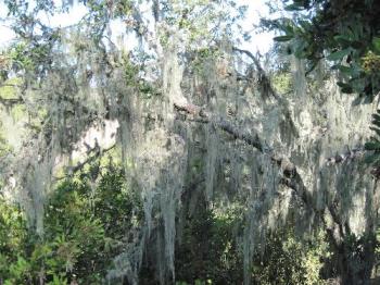 Spanish Moss on Old tree - I took this picture at Croad Vineyard in Paso Robles in an old oak forest behind the vineyard and tasting room. 