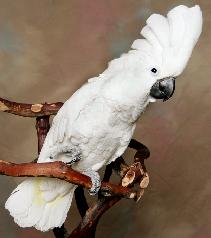 cockatoo - I have 3 of these cockatoos cockatoo - I have 3 of these cockatoos