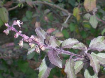 Kari tulsi ( basil) - also called Krishna or Shyam tulsi Kari tulsi ( basil) - also called Krishna or Shyam tulsi