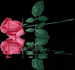 rose - rose