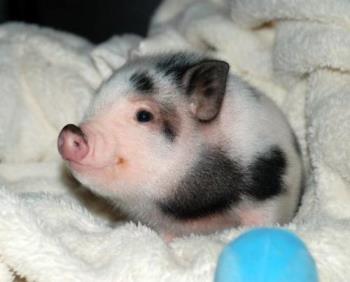 Cute pig - cute pig is cute