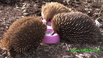 The echidna - Feeding time at the Porcupine Bowl
