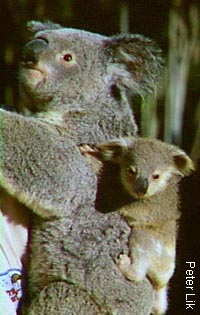 Koalas - Cuddly - but they can be nasty if frightened