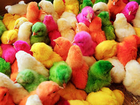 chicks  - colored chicks 