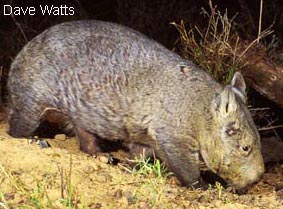 The Wombat - This is a large walking rock with fur on it which thinks it is a bulldozer.