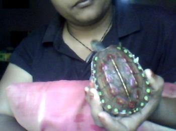 turtle with green border - gold, oink and green bordered shell of my pet turtle. very cool..