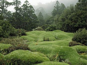 Mt, Anne - The fabulaous cushion plants of Mount Anne in Tasmania