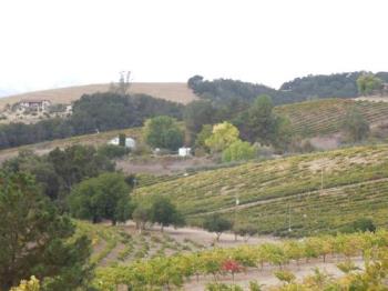 Our house from Above - Our little barn house is near the middle of this picture between the two groups of trees in the midst of the vineyards. Everything looks closer than it is, since I'm using a zoon lens. I'm about half a mile from my house, looking down from the top of a hill in Rotta's Vineyard. The mansion in the background is across Hwy 46 from my house. The vineyard you see between my house and the mansion is the Croad Vineyard, which is across my back fence. Other pictures I've shown of my house here were taken from the Croad Tasting Room and show the other side of the house. Our house from Above - Our little barn house is near the middle of this picture between the two groups of trees in the midst of the vineyards. Everything looks closer than it is, since I'm using a zoon lens. I'm about half a mile from my house, looking down from the top of a hill in Rotta's Vineyard. The mansion in the background is across Hwy 46 from my house. The vineyard you see between my house and the mansion is the Croad Vineyard, which is across my back fence. Other pictures I've shown of my house here were taken from the Croad Tasting Room and show the other side of the house.