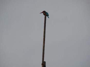 Kingfisher perched on the lightning conductor - The height of this pole is about 50&#039; from the camera level. The zoom feature works well with my camera