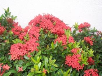 santan- flowers in bloom -santan- flowers in bloom - santan- flowers in bloom -santan- flowers in bloom 