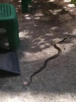 Snake - This was the second snake i saw at my backyard. the first one was Yellow and Black stripes. So scared. I was scared of snakes and I really don&#039;t like them . Thailand has a lot of snakes specifically here in the North because this is mountainous area. 