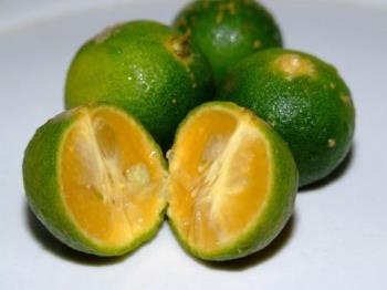 kalamansi/calamondin - a citrus fruit